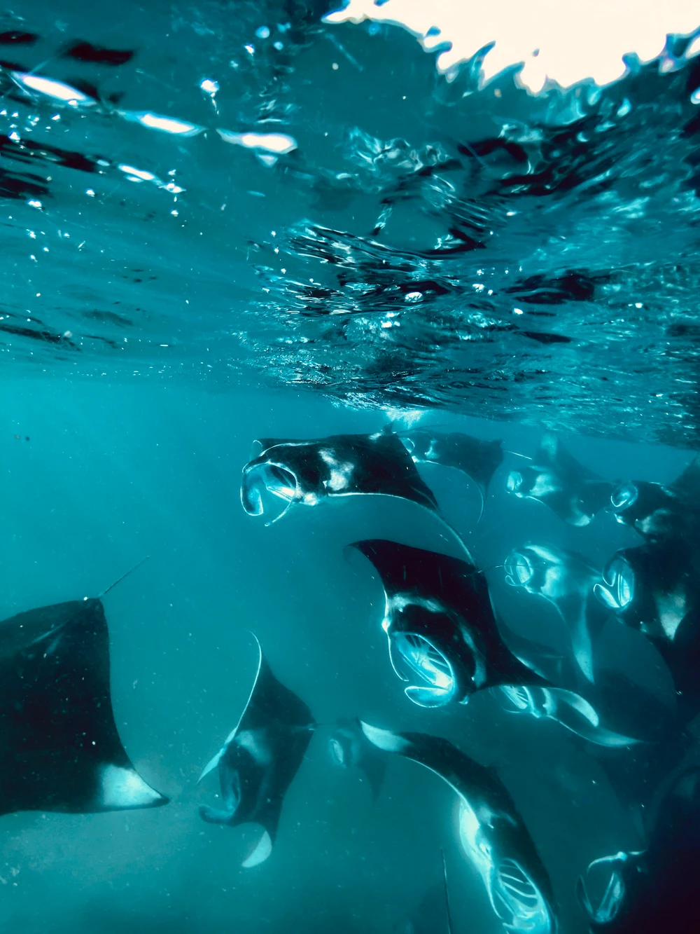 Hanifaru Bay Trip