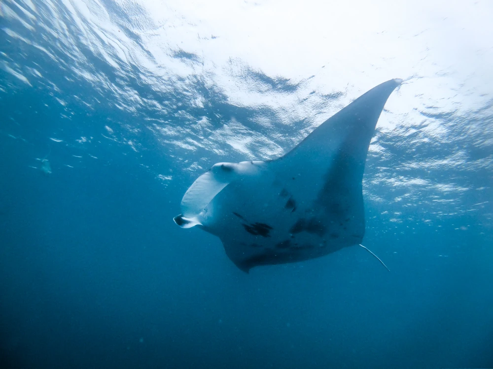 Manta Package