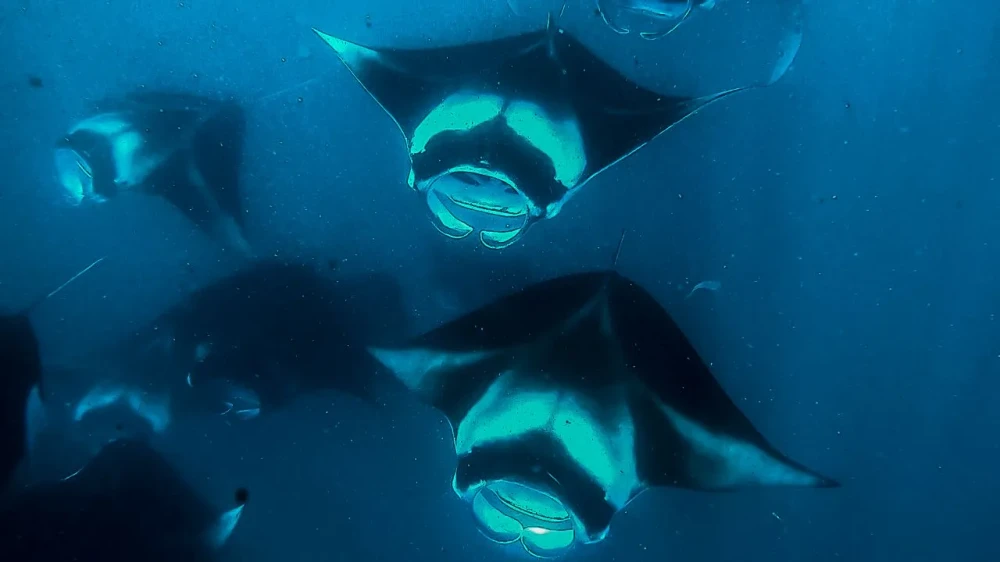 Basic Manta Package