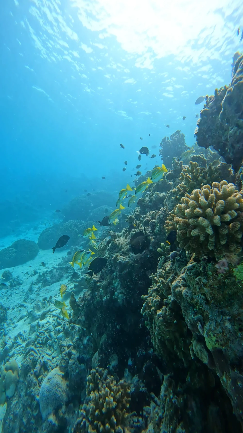 Nurse Shark Snorkelling