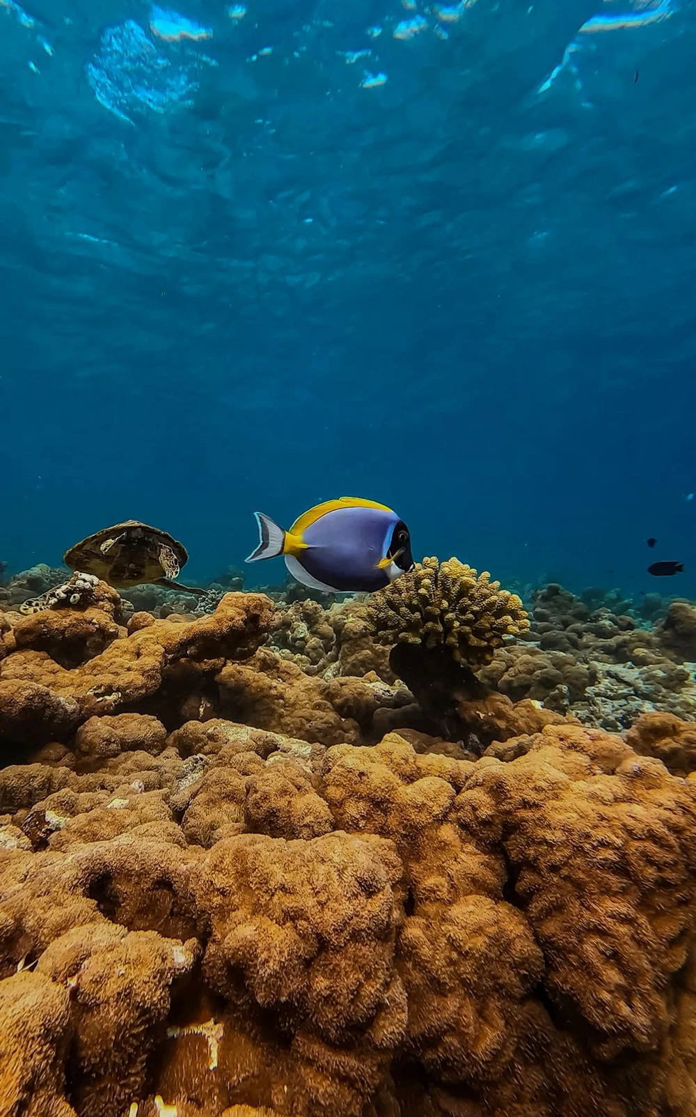 Coral Garden Snorkelling