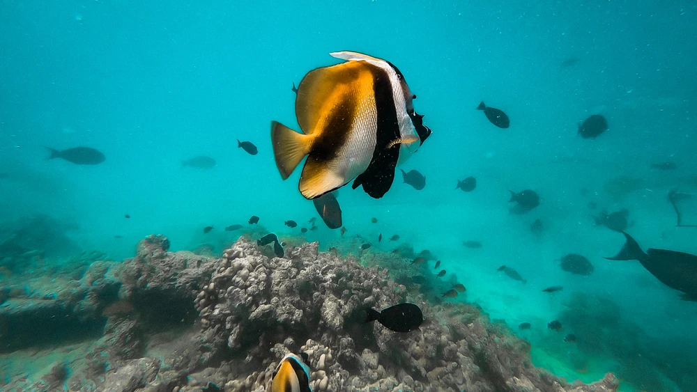 Snorkelling Trip