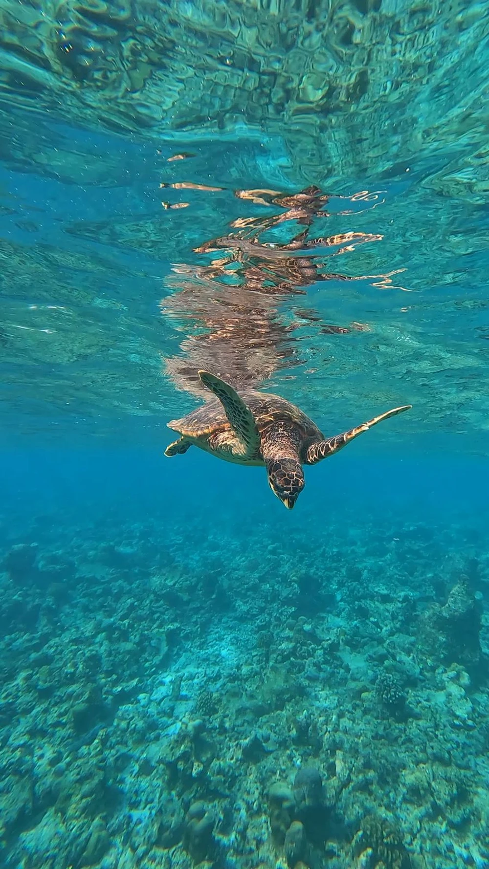 Turtle Point Snorkelling