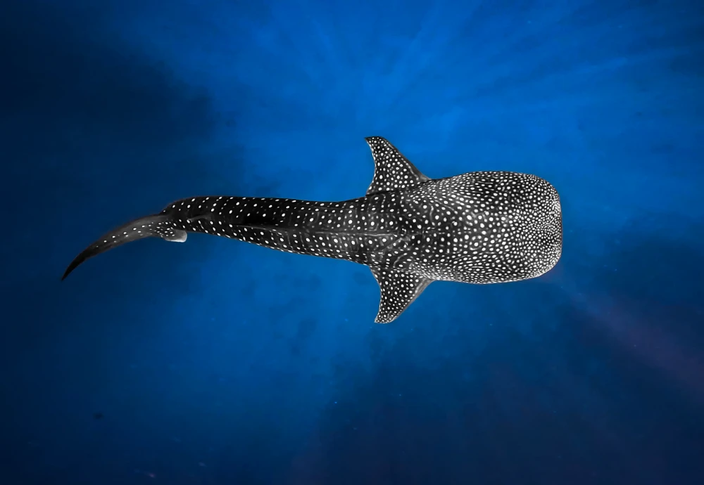 Manta & Whale Shark Searching Trip